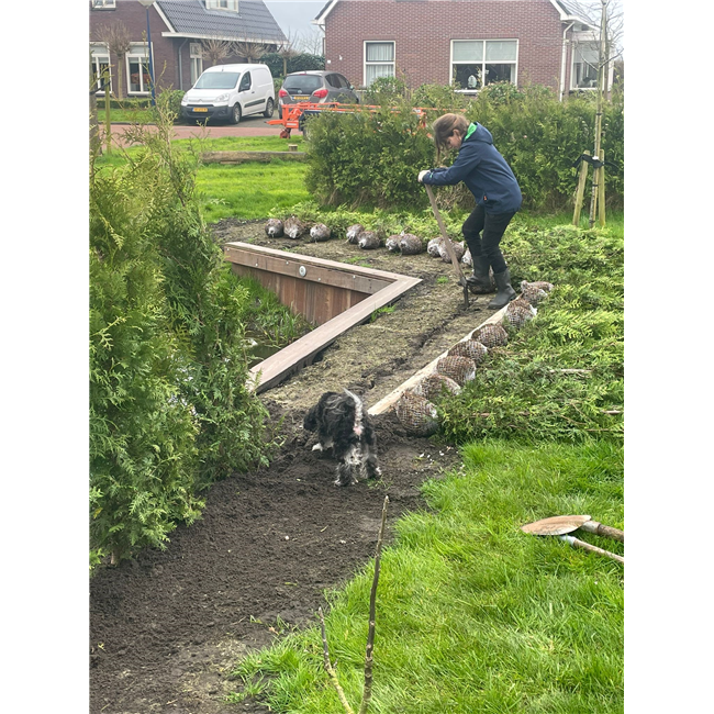 bomenplantdag in fryslan