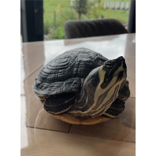 n g geen bevrijdingsdag voor onze schildpad bloosje